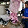 Rosenblüten werden zur Herstellung des berühmten bulgarischen Rosenwassers aus der Damaszena Rose vorbereitet.
